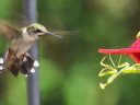 Why Shouldnt You Feed Humming Birds Praying Mantis: Shocking Truth