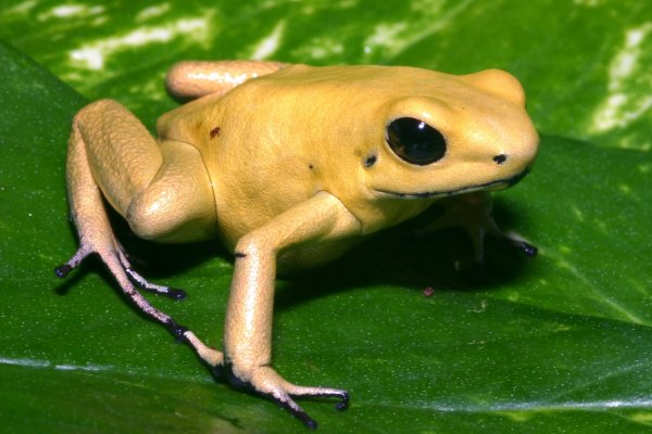 9 Things You Didn't Know About Poison