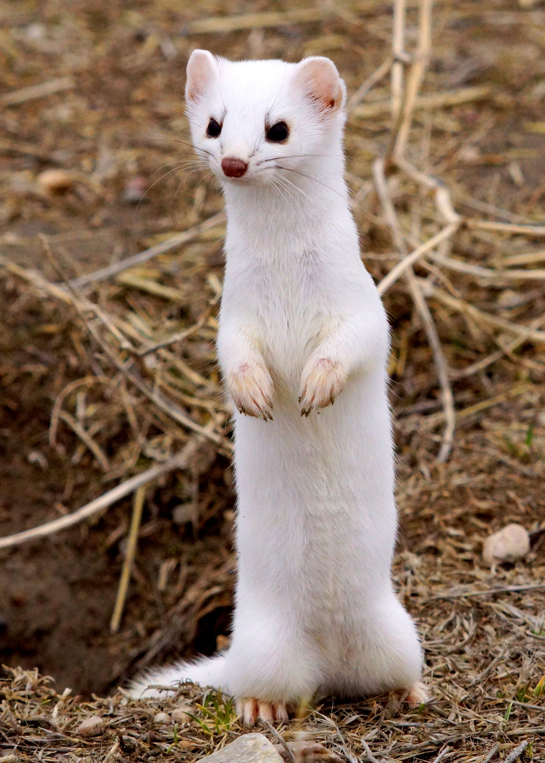 White Weasel