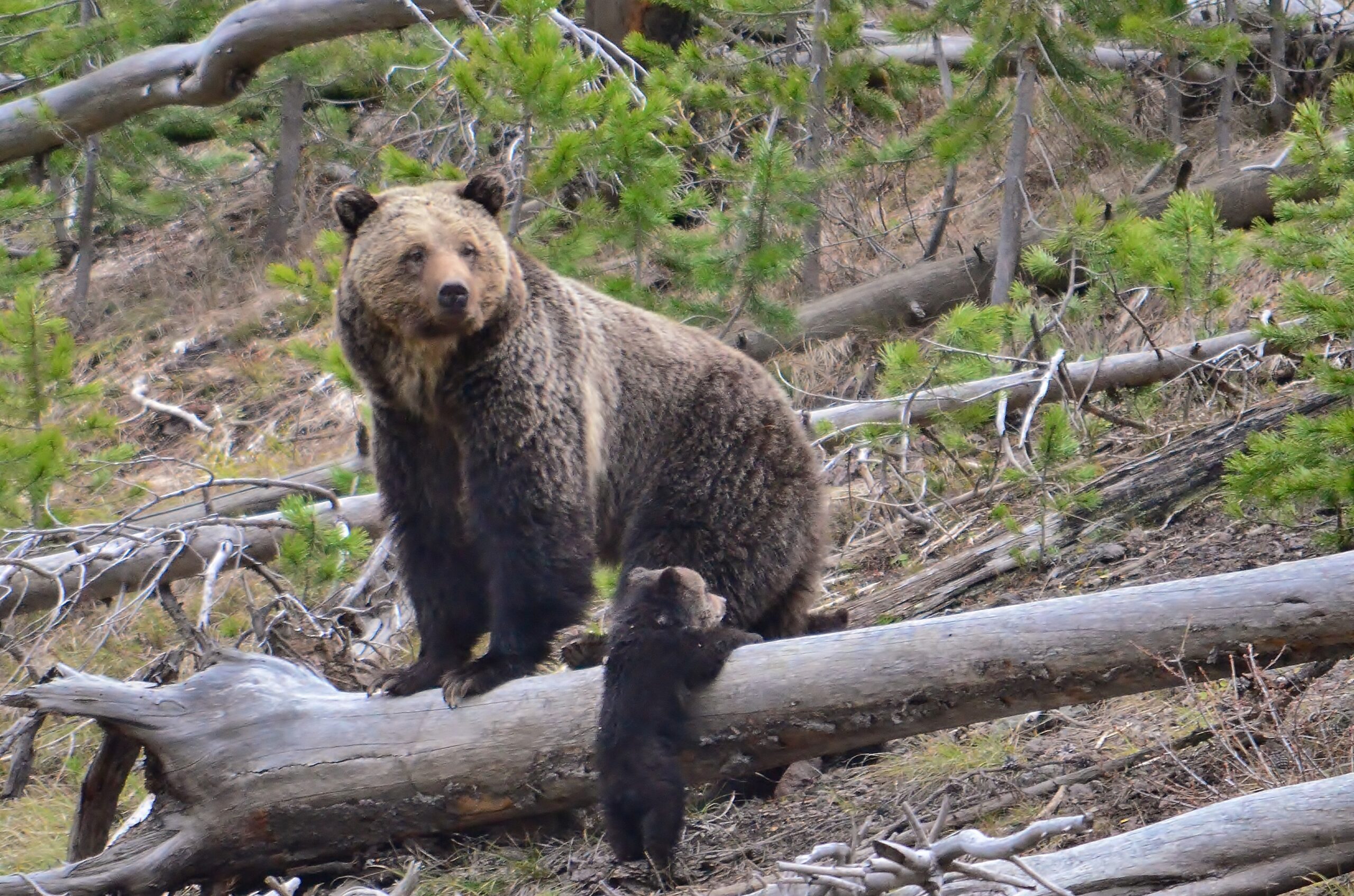 Grizzly and cub