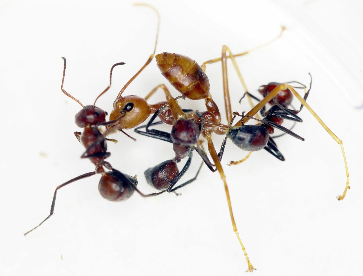 Indignant Insect Four intense ways insects sacrifice themselves for the good of the colony