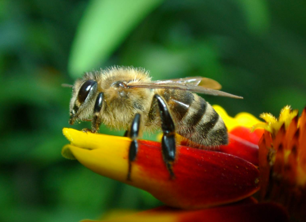 Do we still need to save the bees?