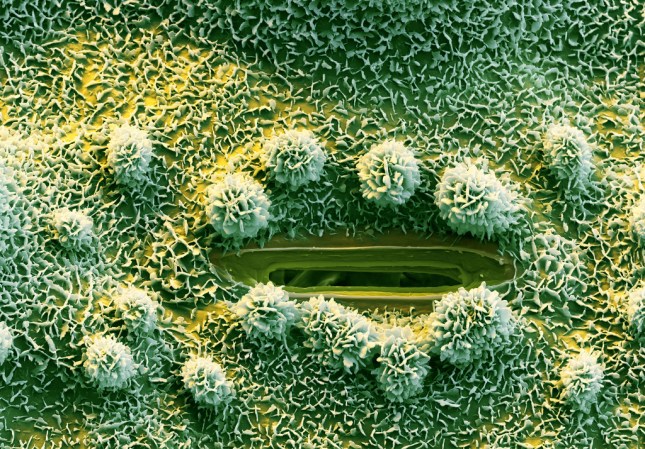 Why the GMO Debate Misses the Point