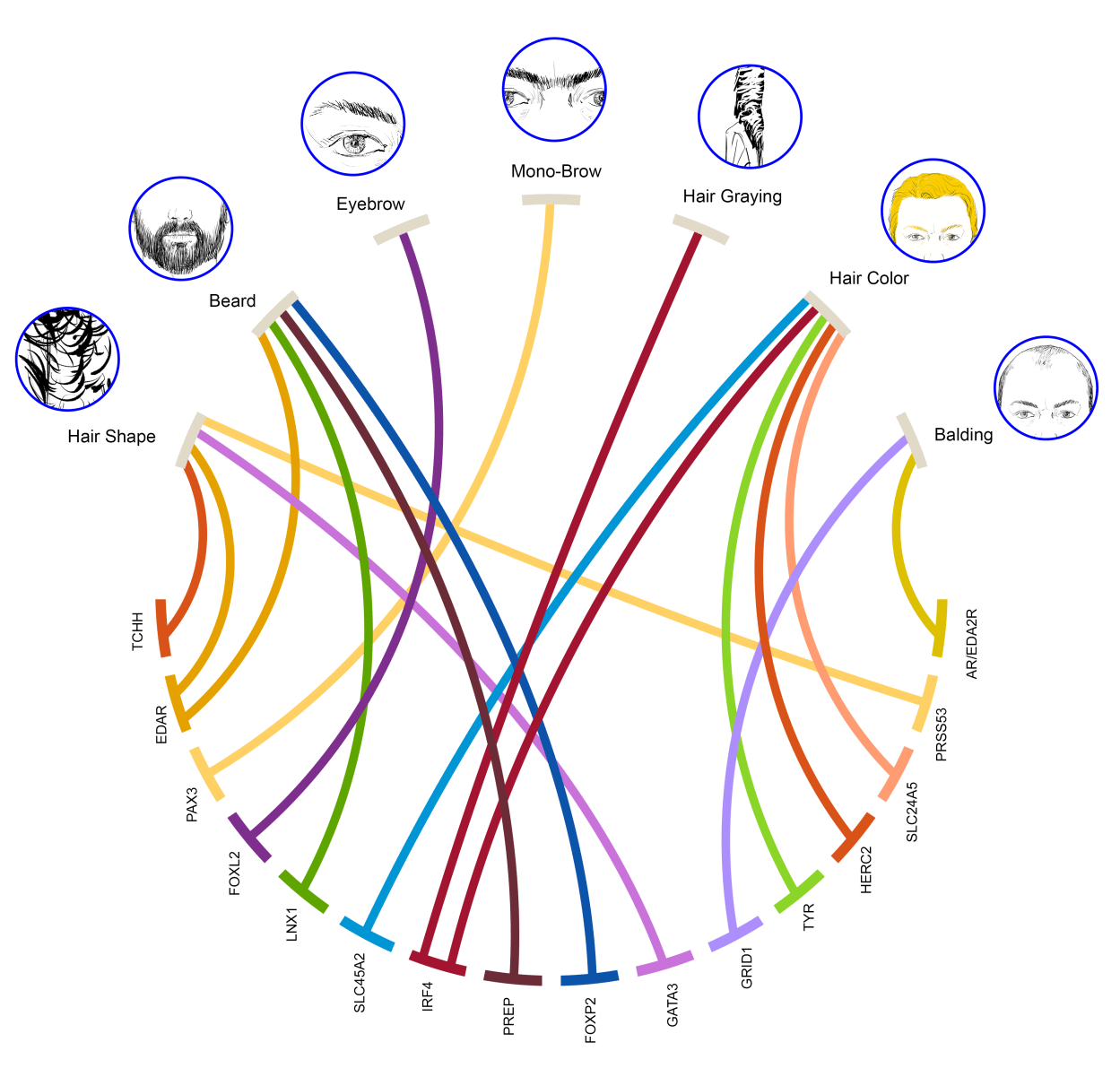 The Genes Behind Your Weird Hair
