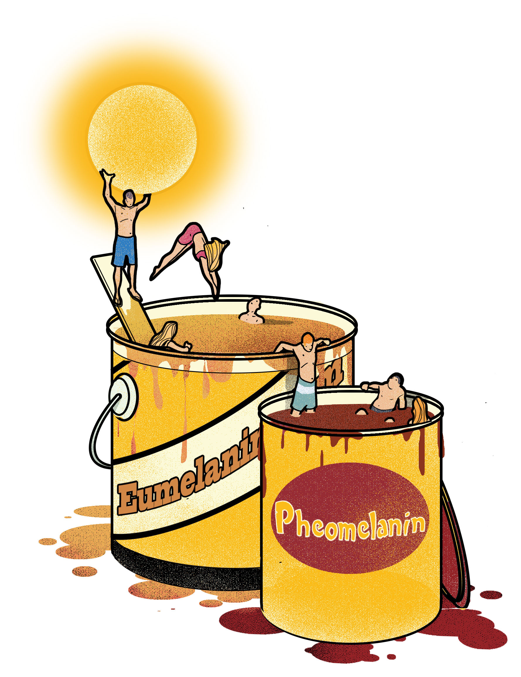 Why Does Sunlight Lighten Hair But Darken Skin?