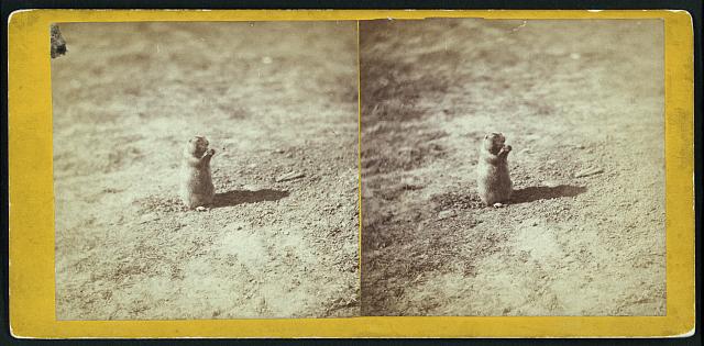 two photos of prairie dogs