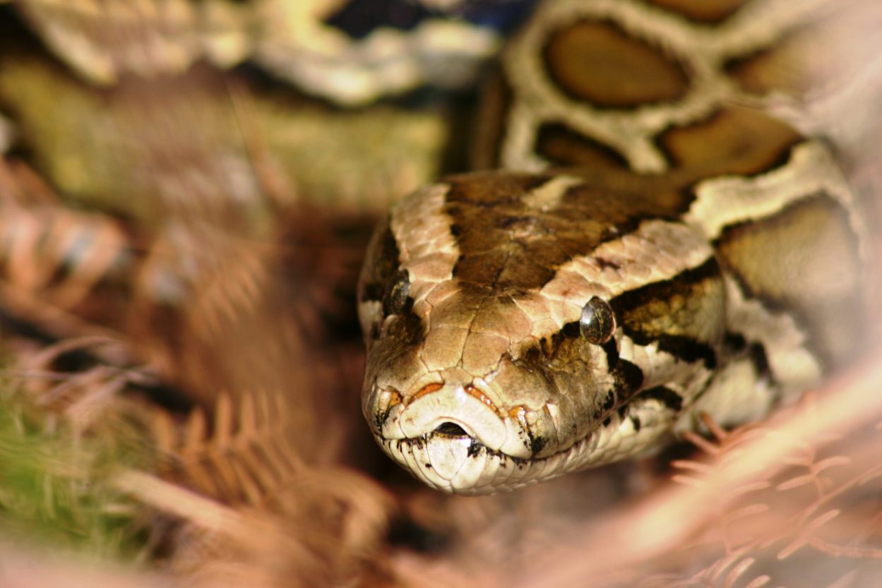 Snake hunt