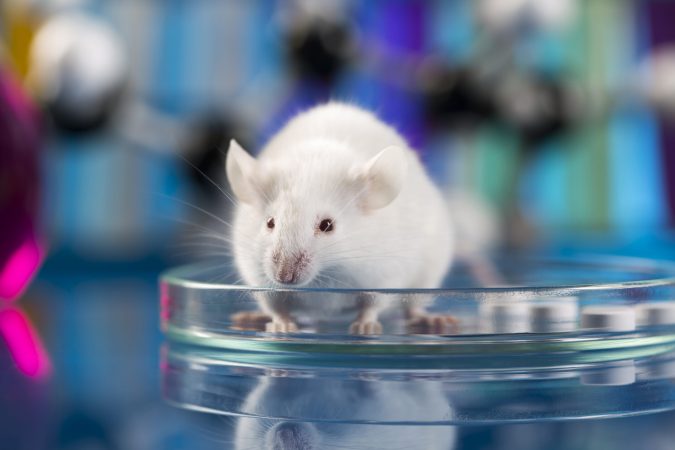 Scientists Can Now Control Mice Brains Wirelessly