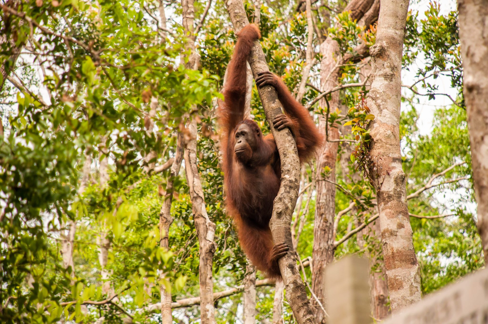 The UN's devastating extinction report, explained in 5 charts