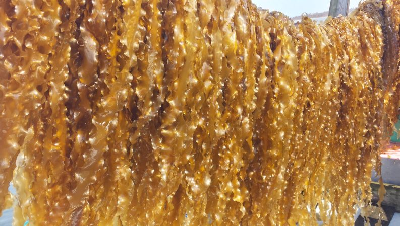 How kelp farming is helping revive the economy and ecology of a Long Island bay