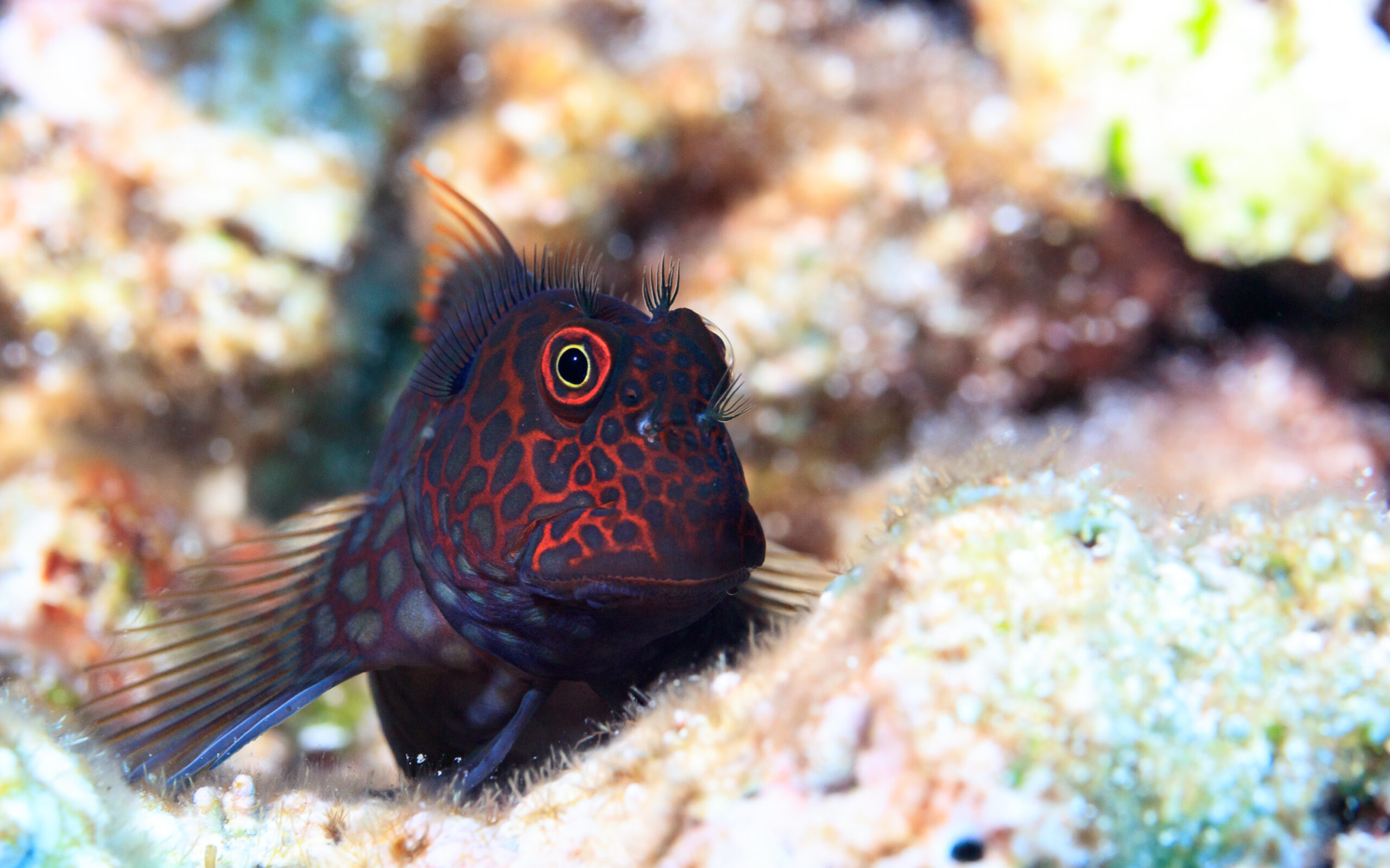 The hidden fish keeping coral reefs alive