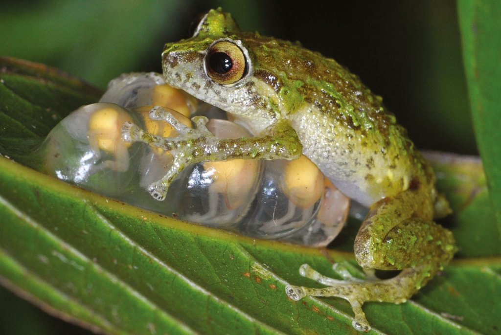 This island is many frogs' last hope for surviving the world's ...