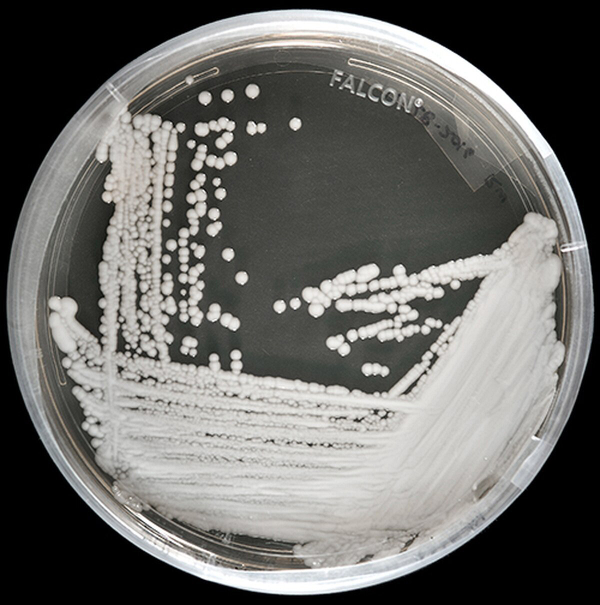 Candida auris in a petri dish
