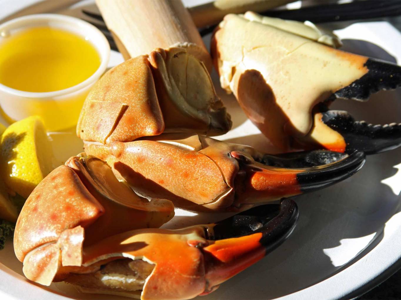 14 wild edibles you can pull right out of the ocean