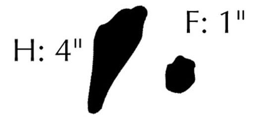 Eastern Cottontail Rabbit tracks