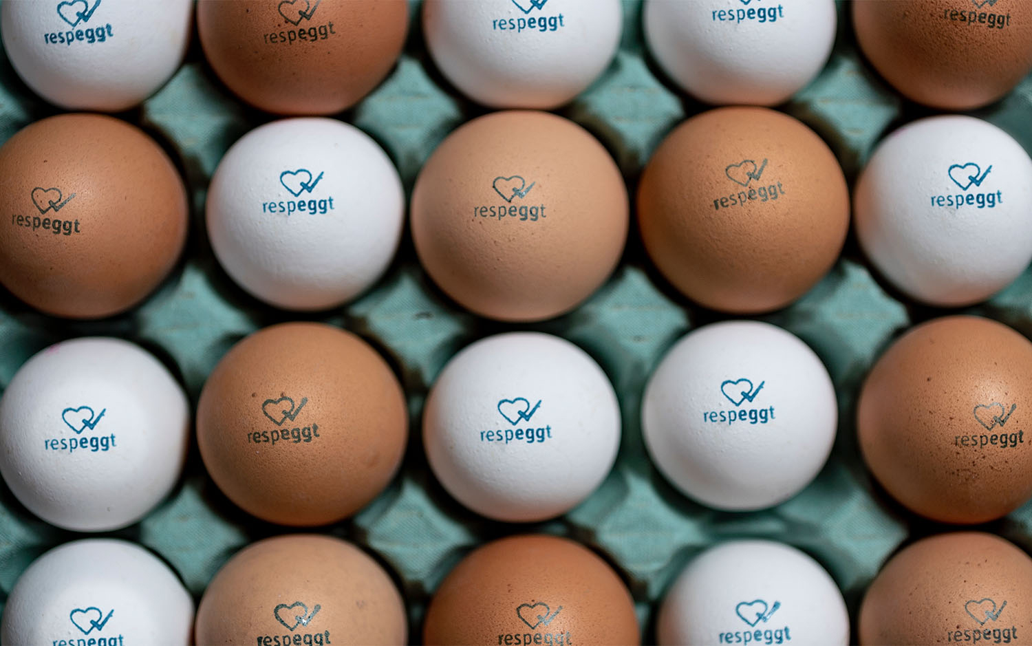 Free-Range Eggs by Respeggt