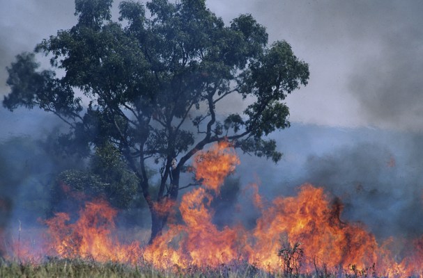 Australia’s historic bushfires could impact the world’s biodiversity ...