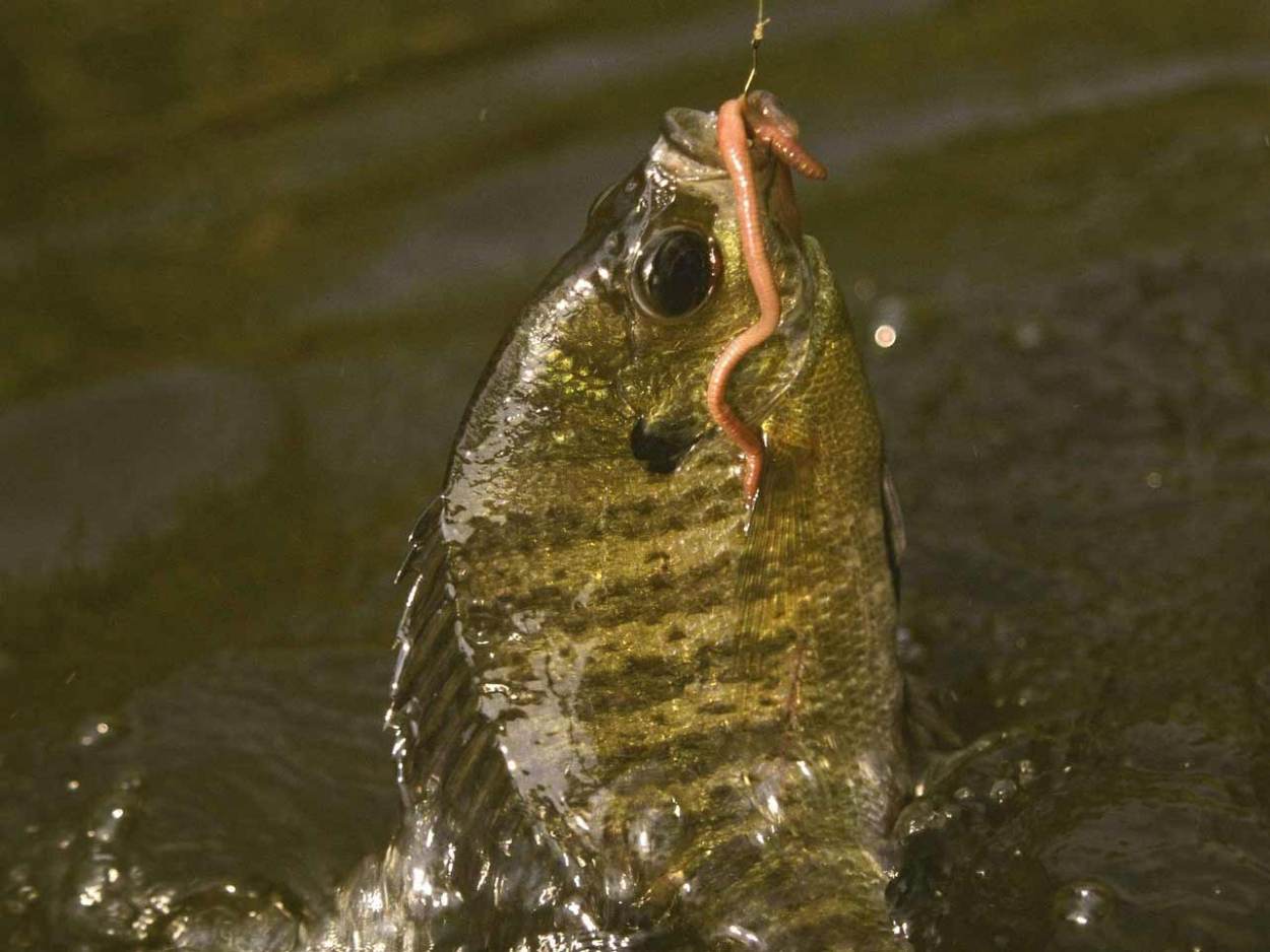 A beginner’s guide to freshwater fishing