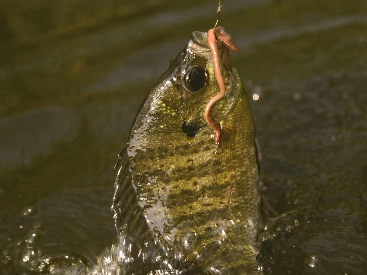 A bluegill on a fishing line.