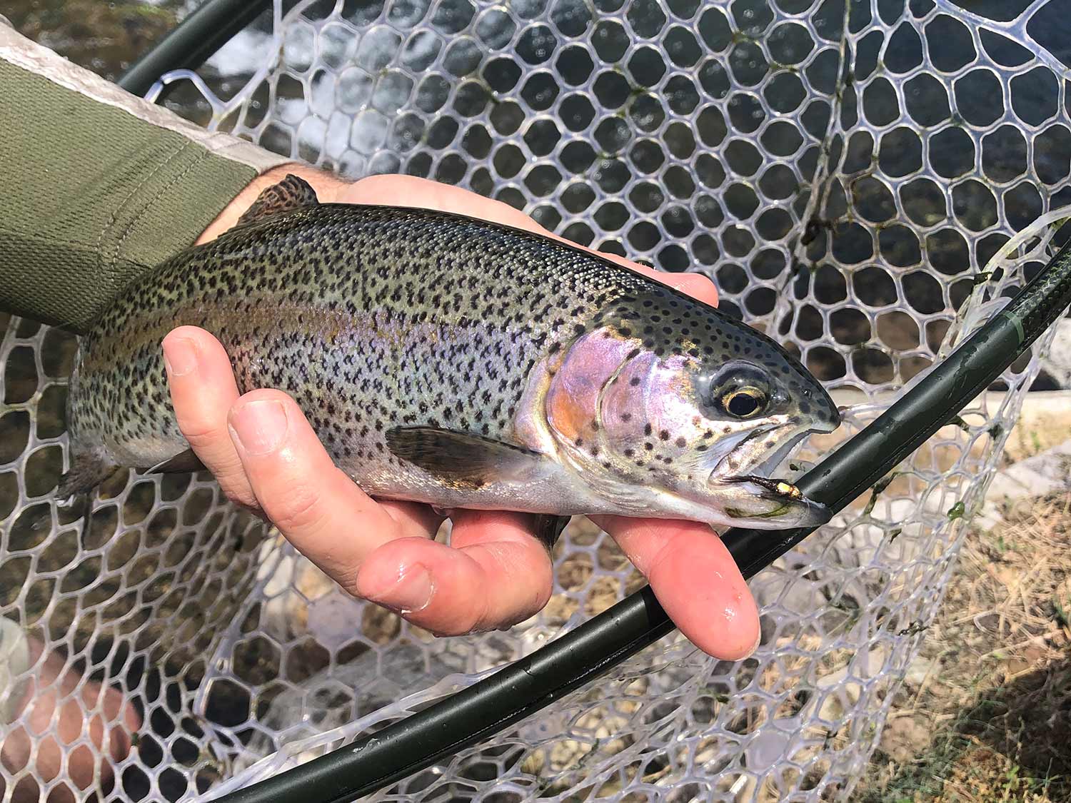 Rainbow trout in a fishing net.