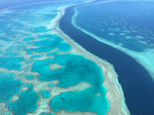 Lab-grown algae might help save corals from climate change