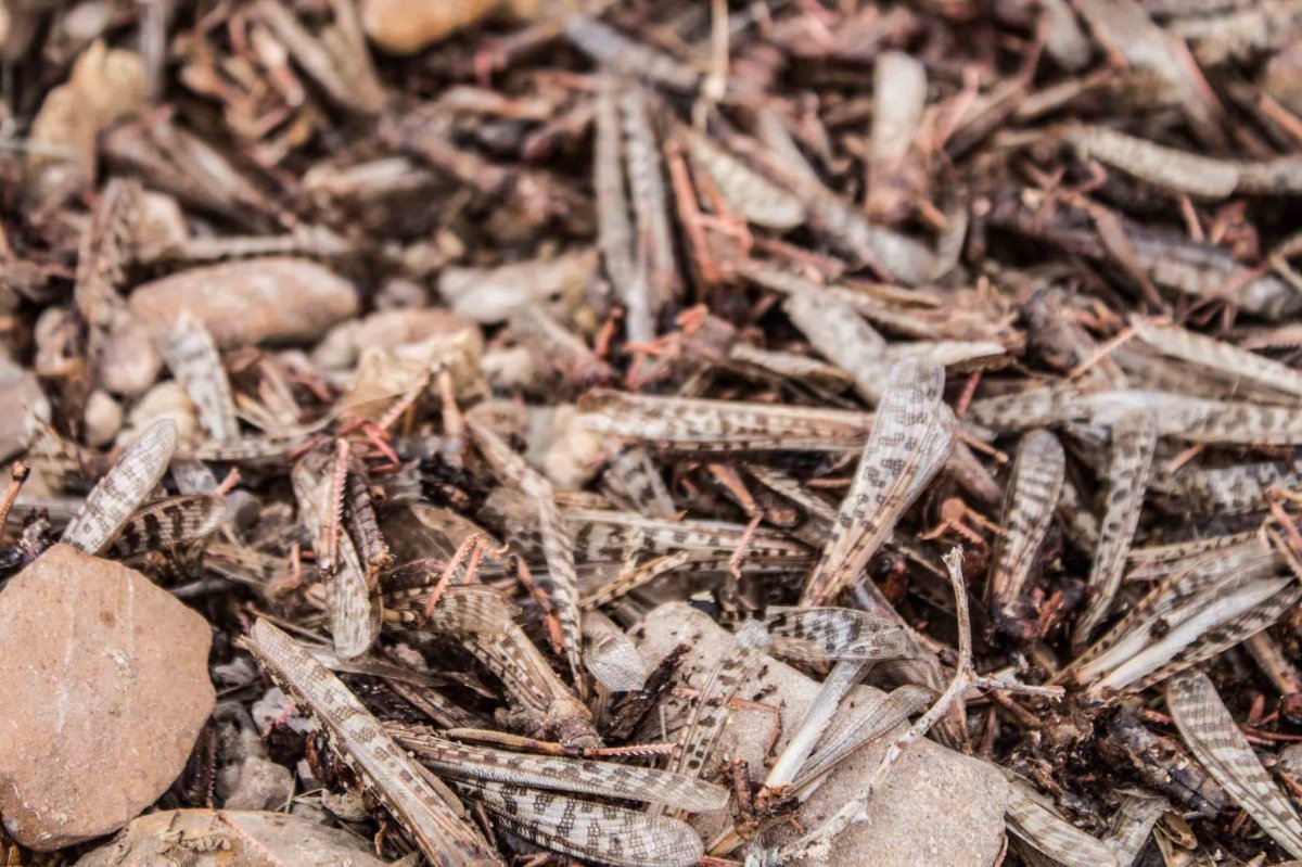 Locust In America An unprecedented locust swarm is creating unlikely allies