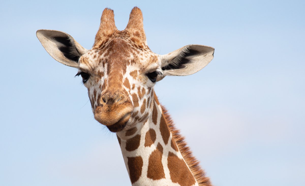 Escaped exotic animals are changing the Texas landscape