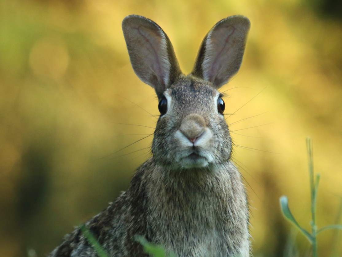 What to know about ‘Bunny Ebola,’ the rabbit virus sweeping the ...