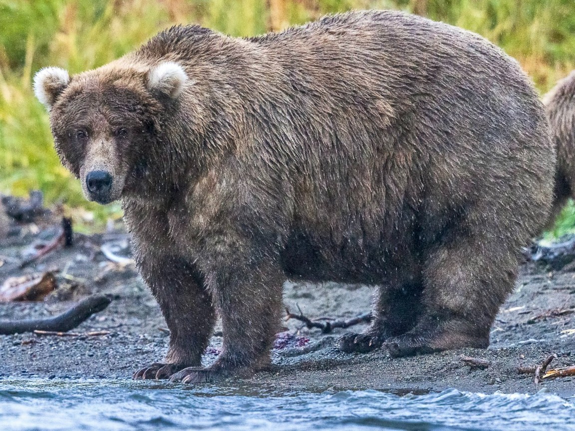 How scientists try to weigh some of the fattest bears on Earth