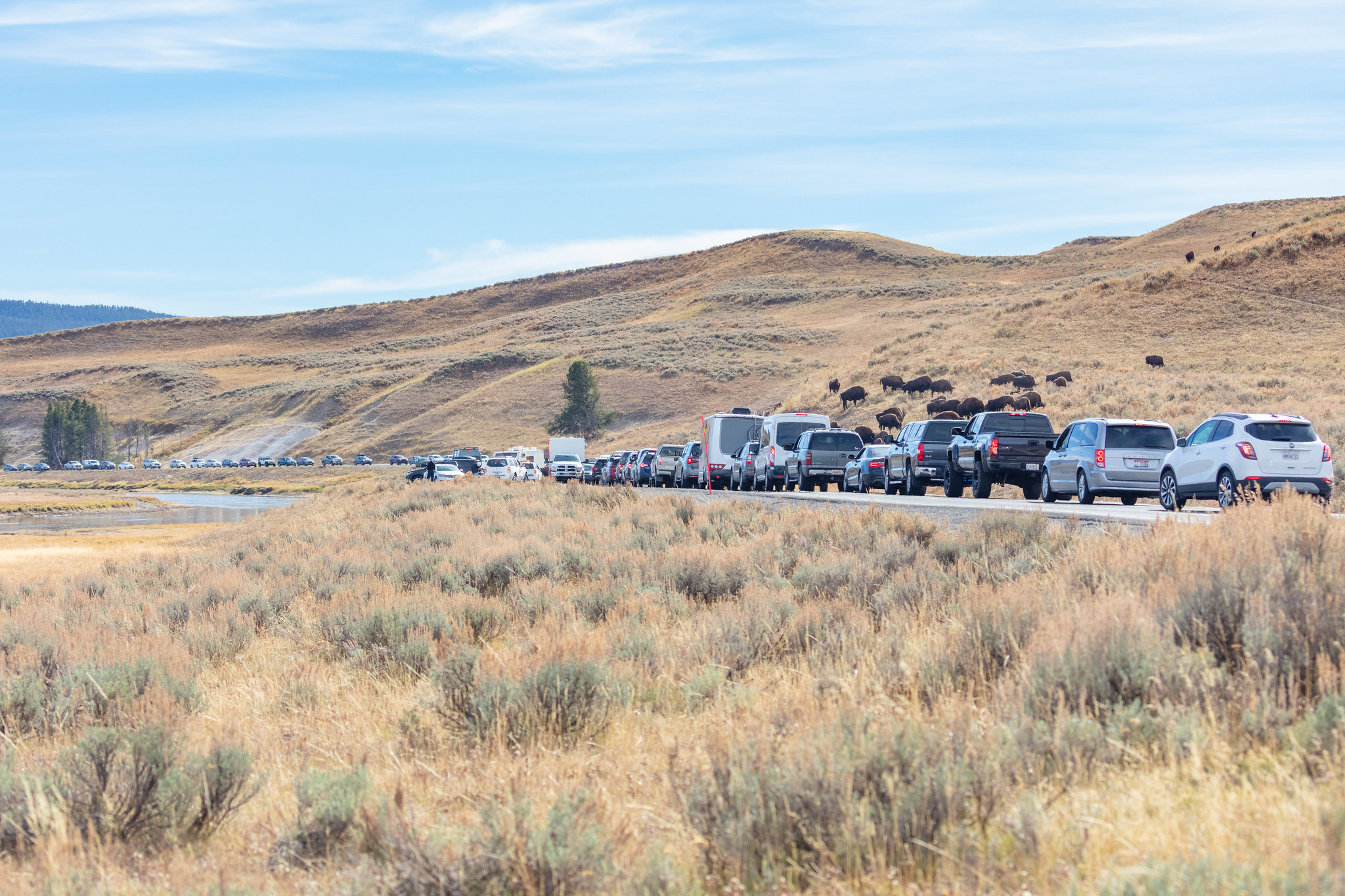 cars lined up in yellowstone