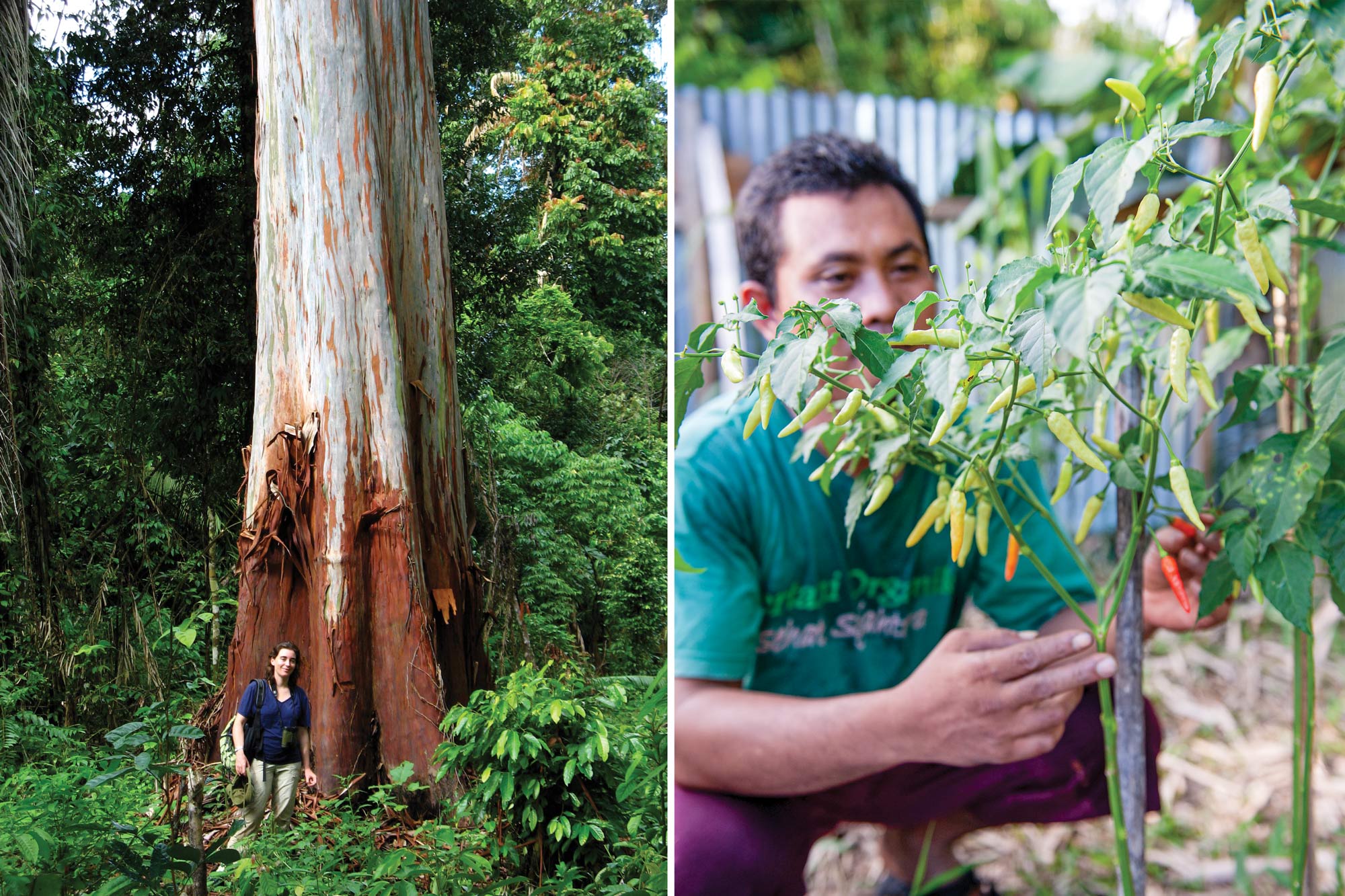 Borneo jungle and garden