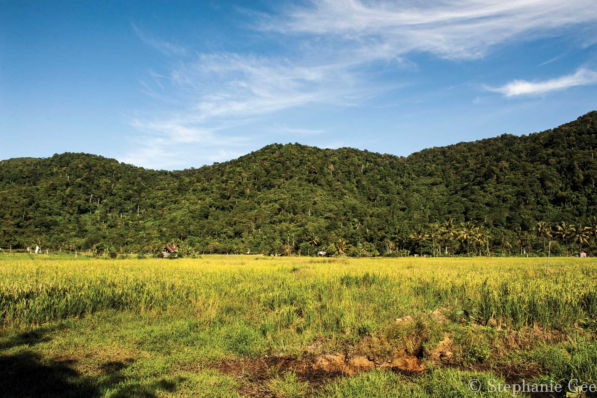 Borneo’s Gunung Palung National Park