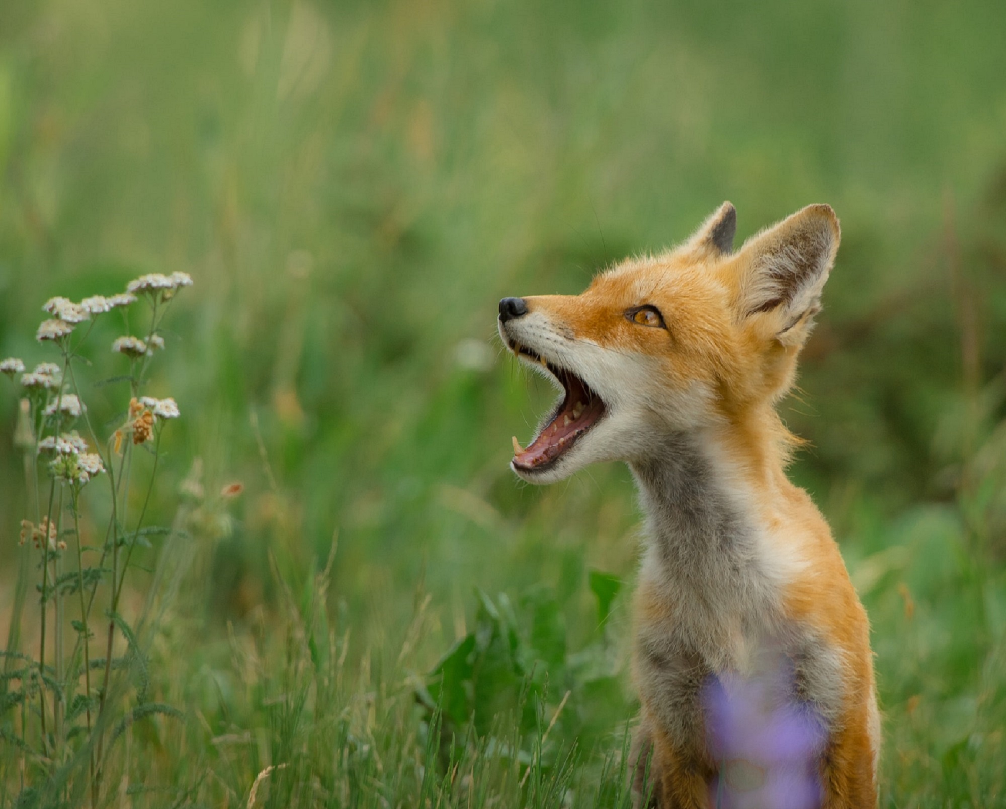 A baby red fox with its mouth open in a grassy field