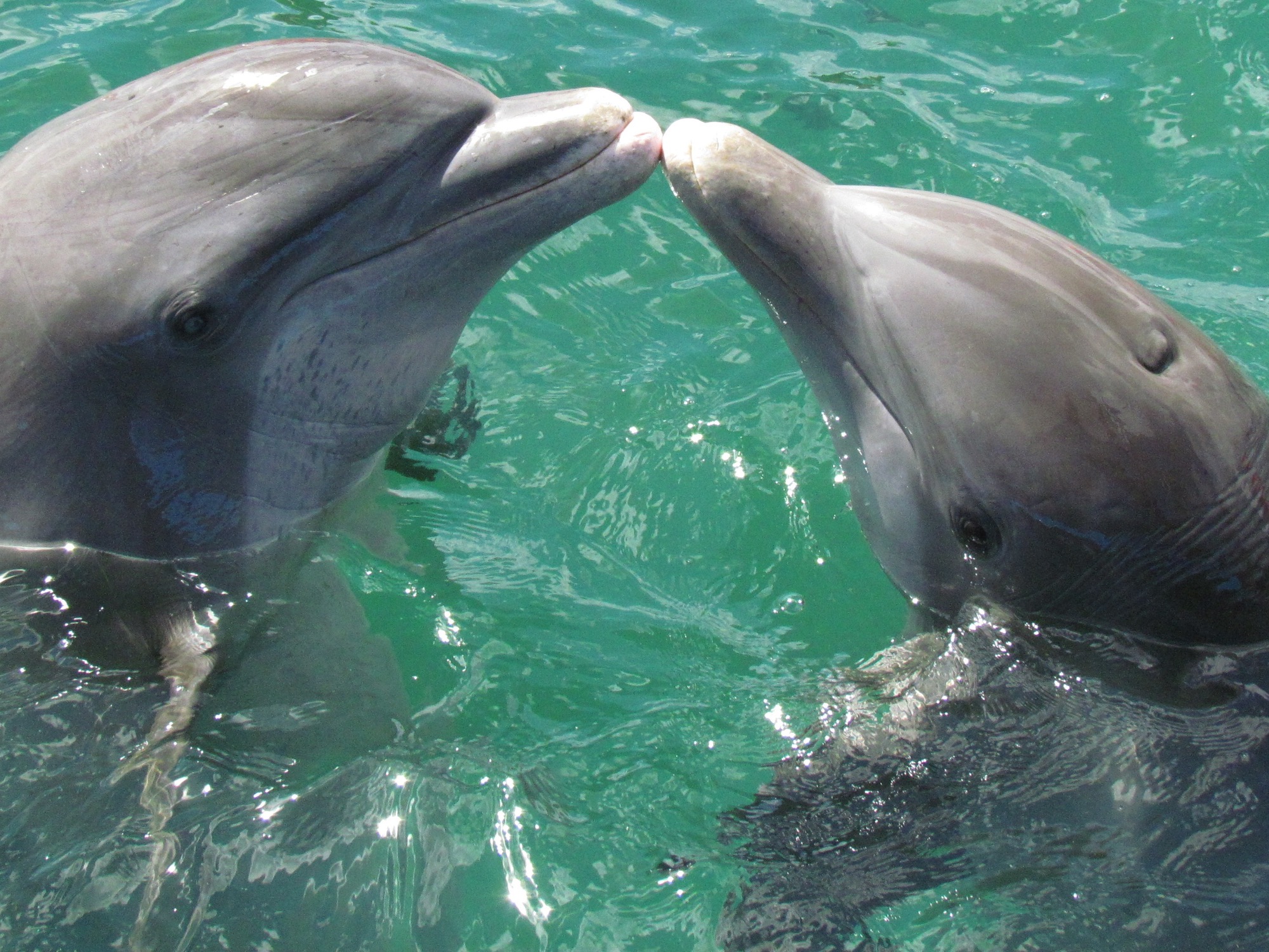 dolphins touching noses