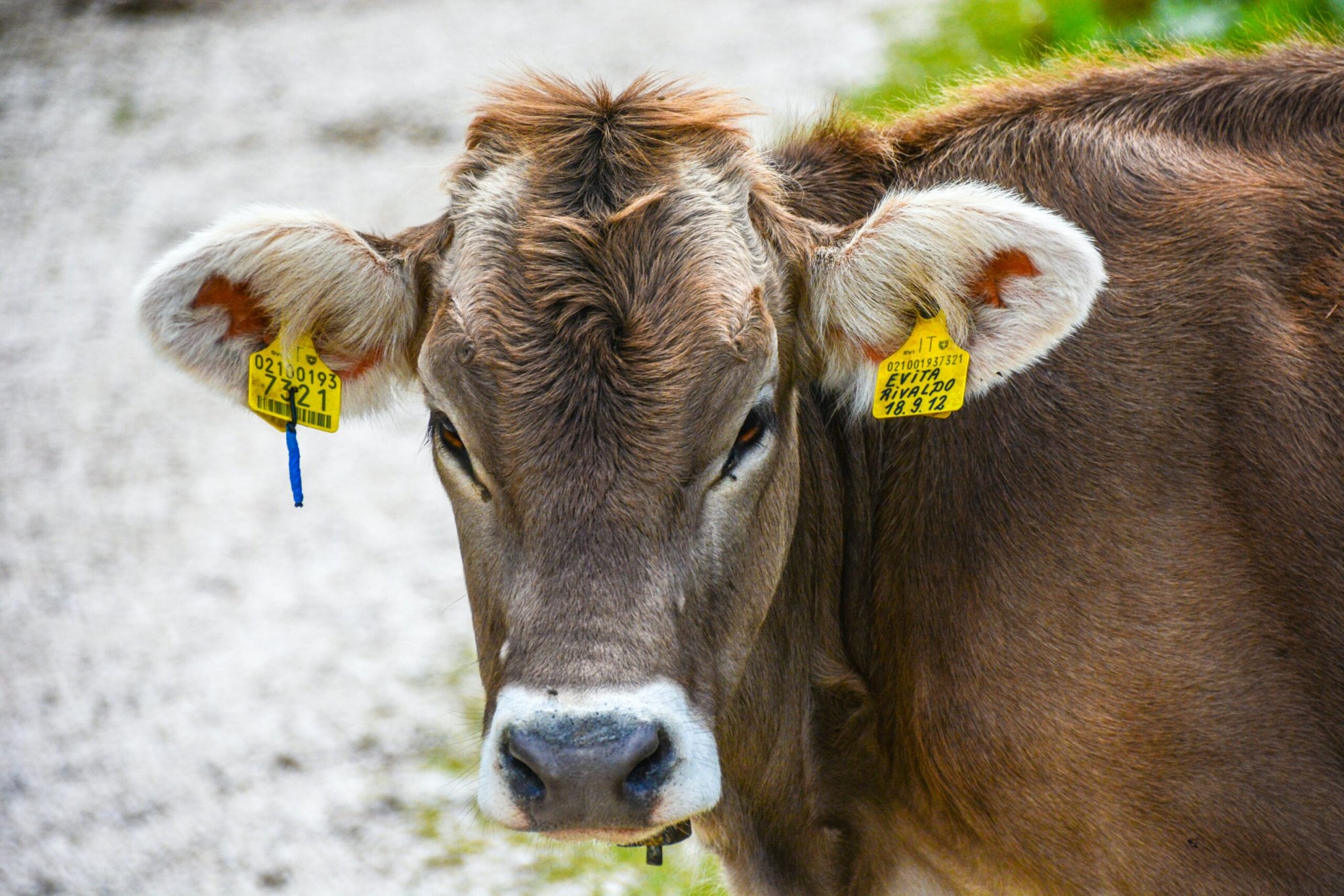 Brown cow at a mountain farm.