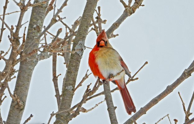 Northern cardinal visual data 2