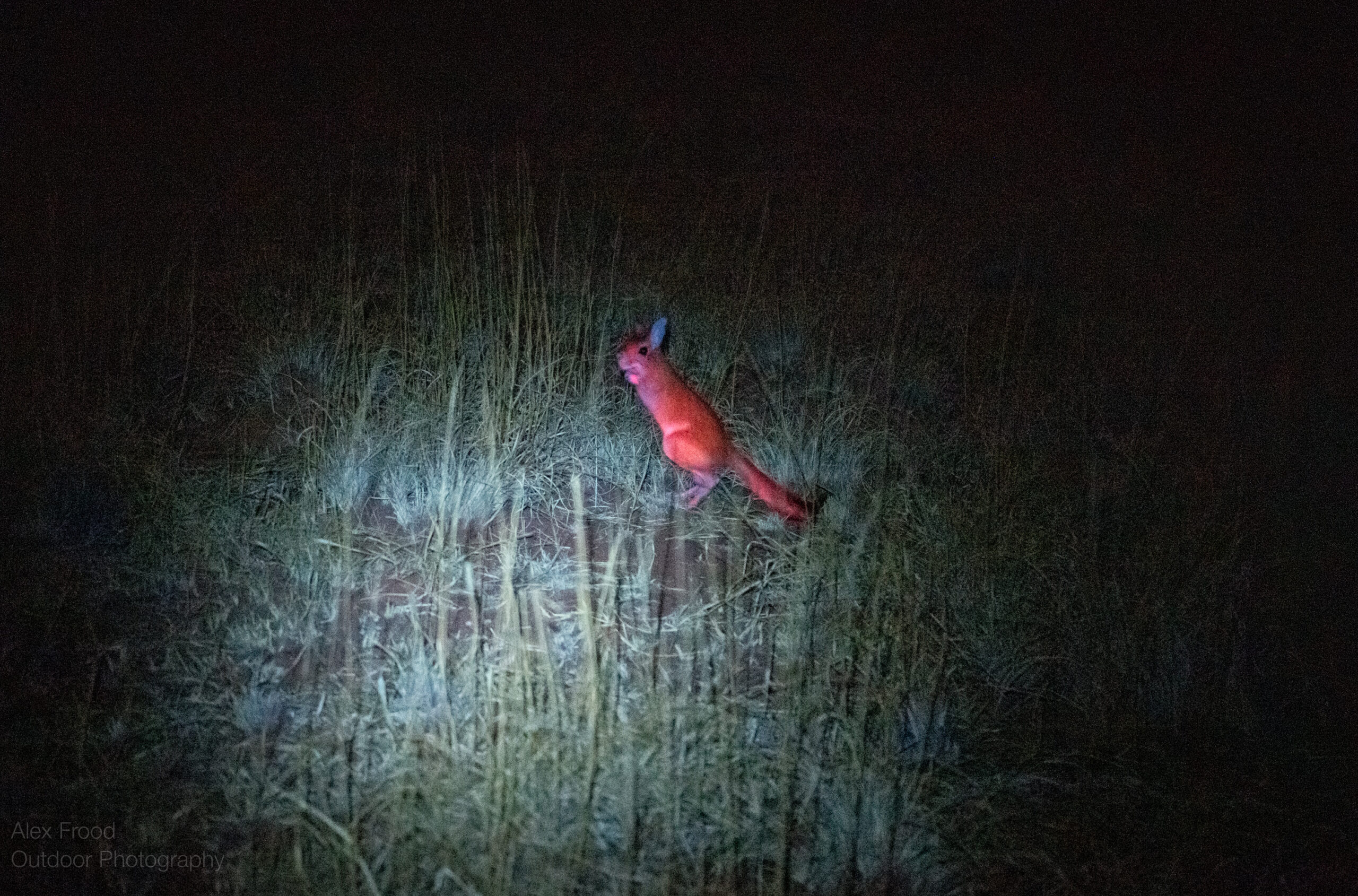 a wild biofluorescent springhare