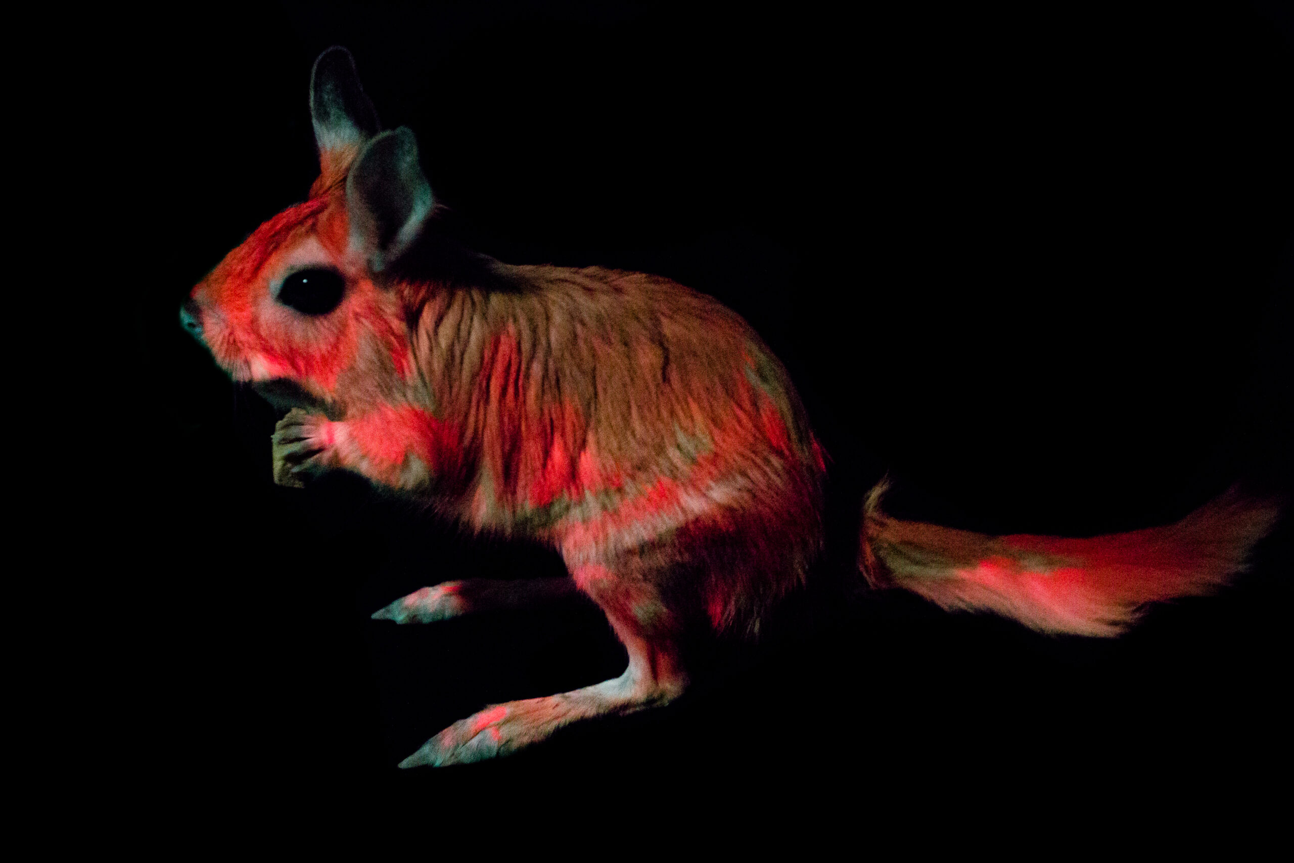 glowing pink springhare