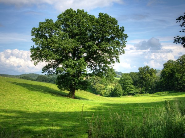 Trees need wind to reproduce. Climate change is messing that up.