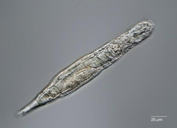 Frozen Siberian microbes just woke up from a 24,000-year nap—and immediately got busy