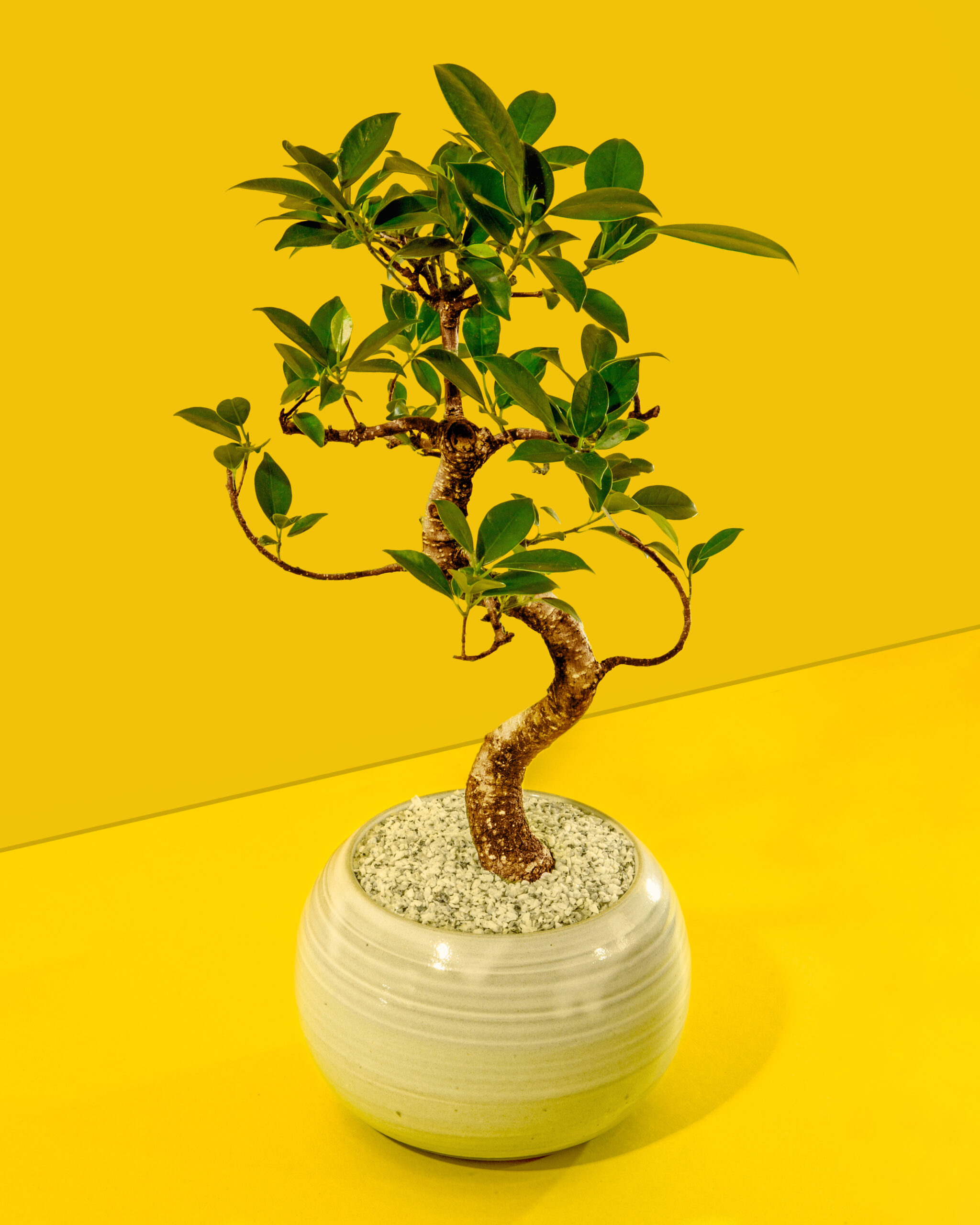 Bonsai trees make for perfect plant therapy | Popular Science