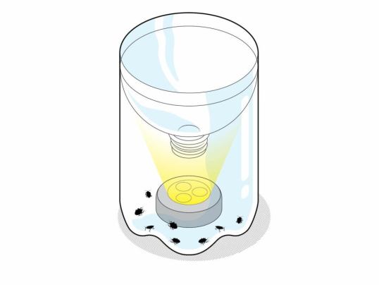 DIY bug traps for fruit flies, mosquitoes, and stink bugs | Popular Science