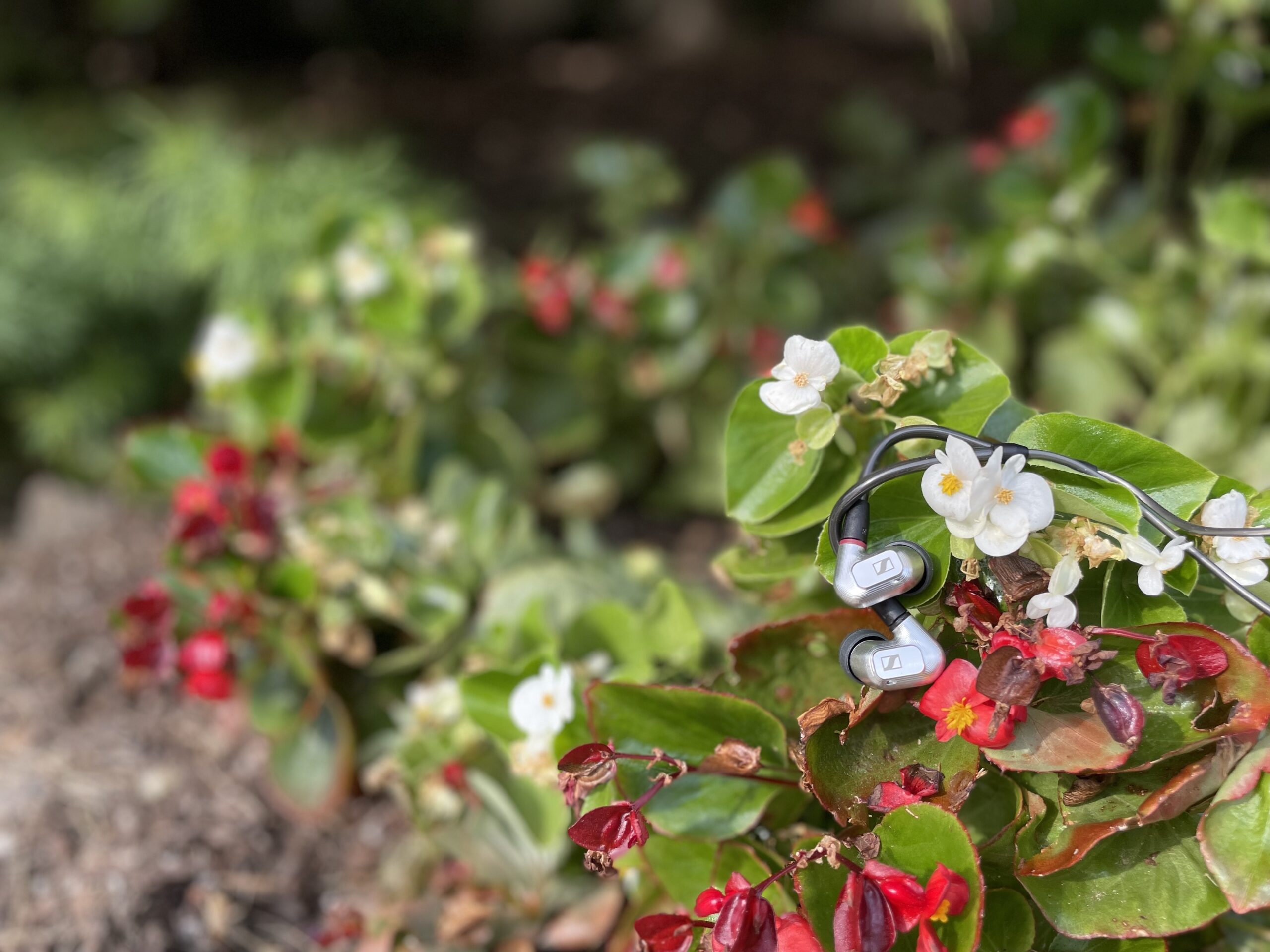 IE 900 draped on flowers