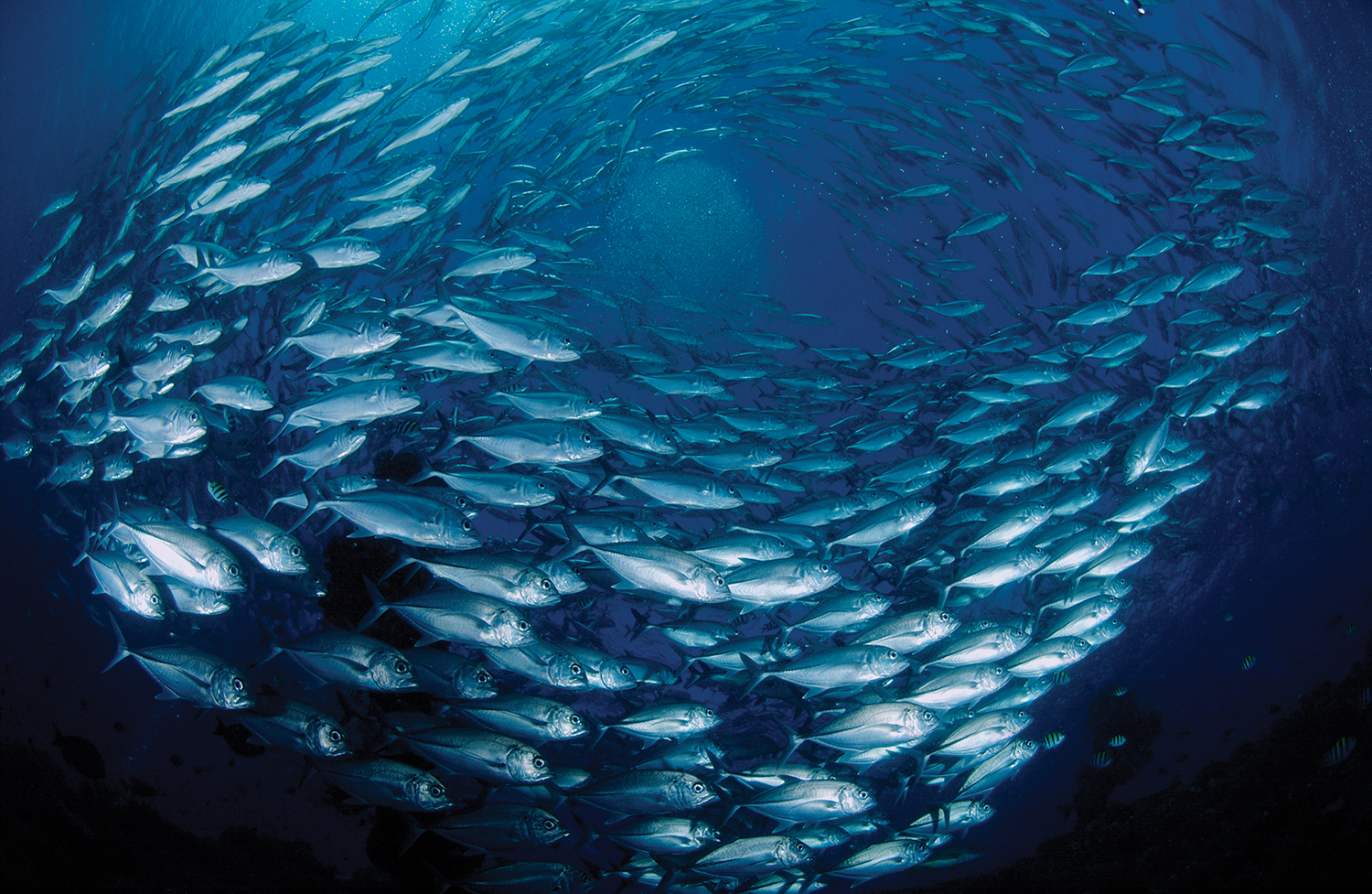 Flocking birds and schooling fish are mesmerizing | Popular Science