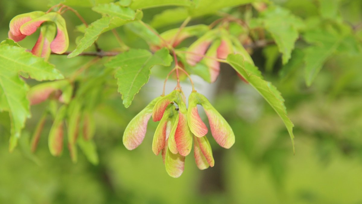 Maple seed-like microchips could monitor the air | Popular Science