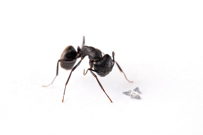 A black ant next to a microscopic flying chip with three wings.