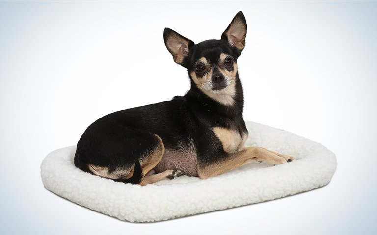 small dog on a white bed