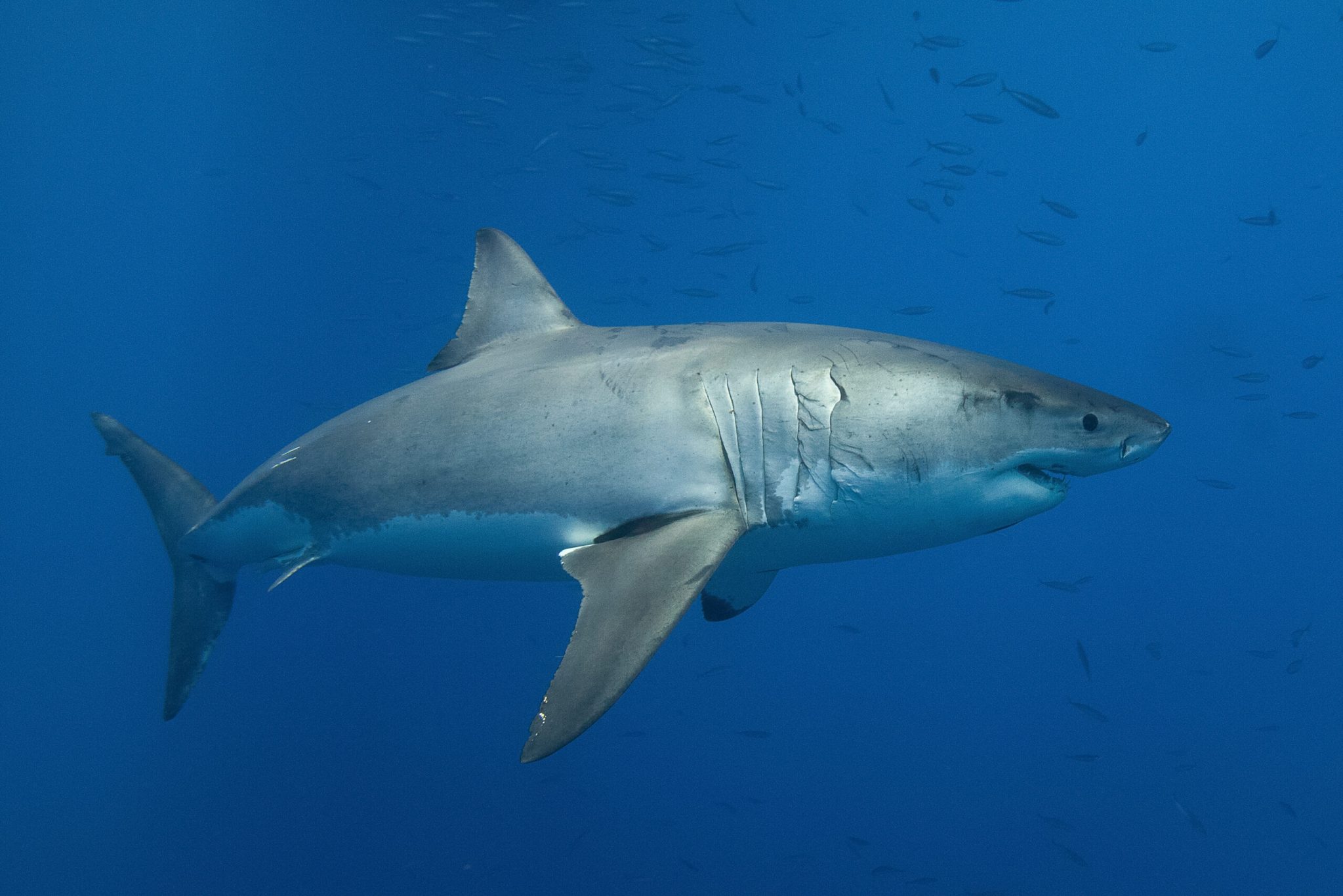 You (Probably) Don't Have To Worry About Two-Headed Shark Attacks
