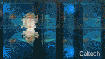 CARL the aquatic robot diving in a vertical tank as a Caltech researcher watches