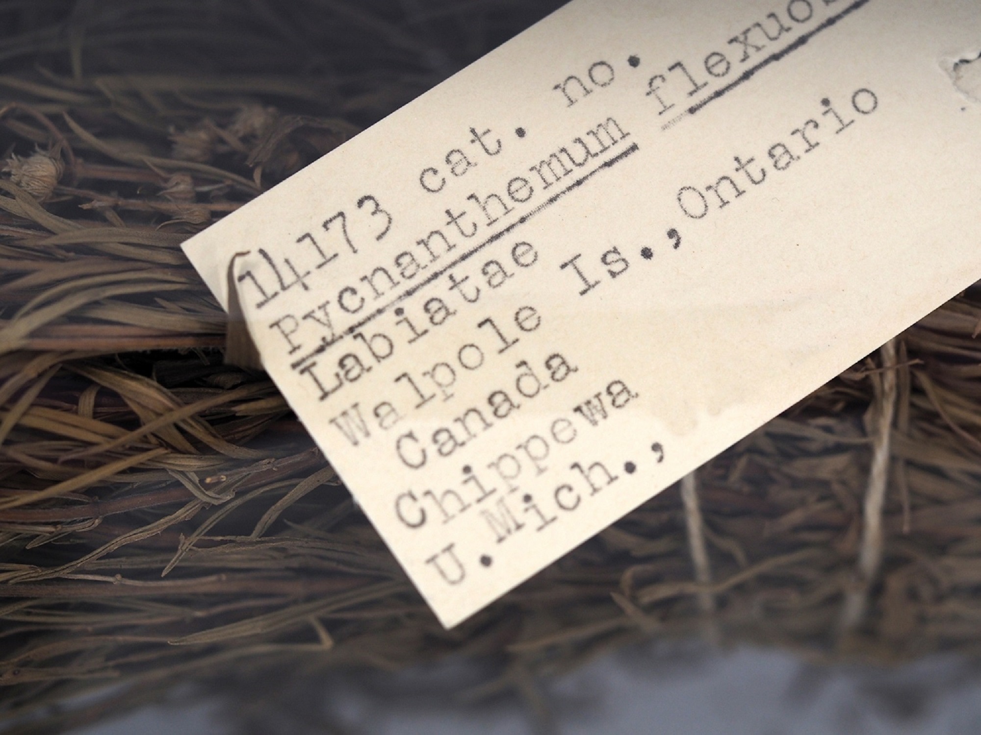 Museum collections tag for Indigenous seeds from the University of Michigan